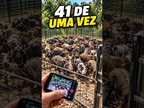 🐗 41 Javalis Numa Só Armadilha! #Javalis #PorcosSelvagens #ArmadilhaDeJavalis