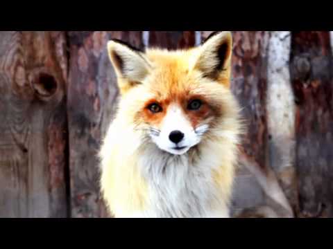 Sonya feat. Norbert Kristof - All The Meanings Were Gone