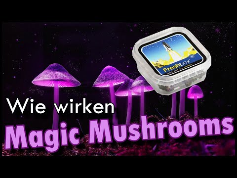 Trip Bericht: Wie wirken Magic Mushrooms? - Erfahrungsbericht -