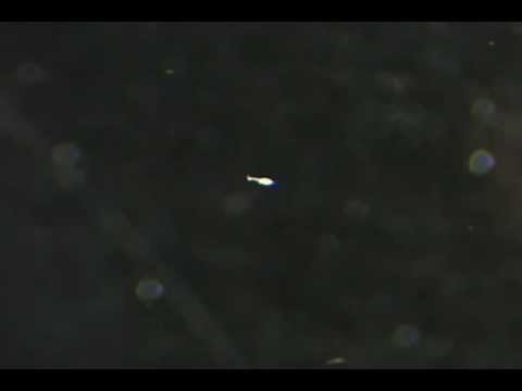 Lacrymaria olor (3) - mouvements en 3D