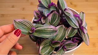 THE SECRETS OF HAVING THIS PLANT IN YOUR HOME REVEALED ! It's More Valuable Than You Think