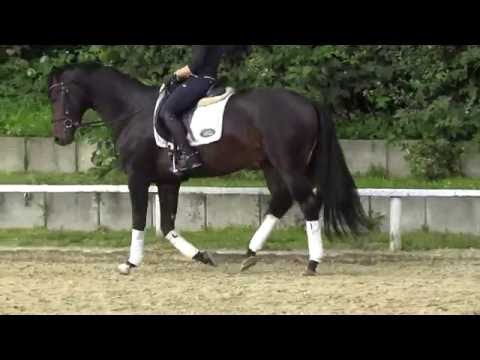 2013,stallion,165,Fürstenball.FOR SALE.Located in Germany.