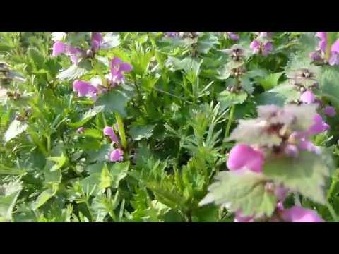 Purpurrote Taubnessel (Lamium purpureum)