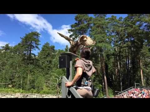 The Mighty Slo Mo Owl