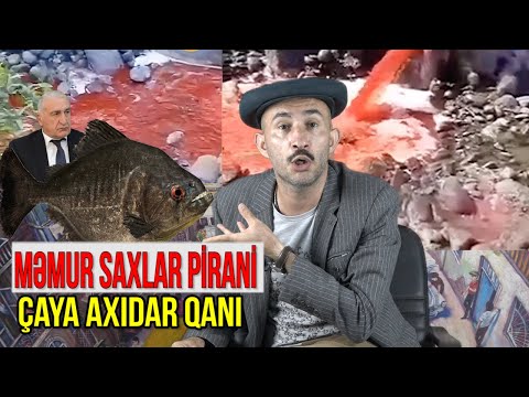 Məmur saxlar pirani, çaya axıdır qanı - Tindən son xeberler