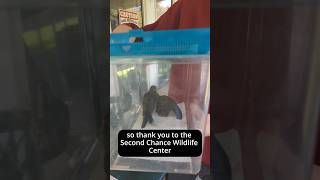 Found a mourning dove with an injured wing! Pt 4 - Final Update!