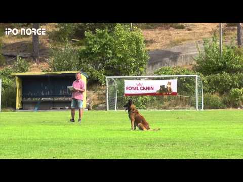 FCI NM IPO 2014 Andreas Volle Gamle Bry`n Av Staalhjerte - B