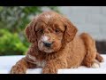 Mini Goldendoodle dogs for sale: Heather  - Video 1