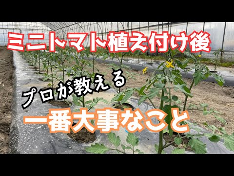 2023年にトマトをいつどのように播種するか？初心者の庭師のための完全なガイド  庭園