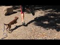 EL PERRO MAS FAMOSO DE LAS REDES SOCIALES Covid Alofoke Capricorniotv Animals