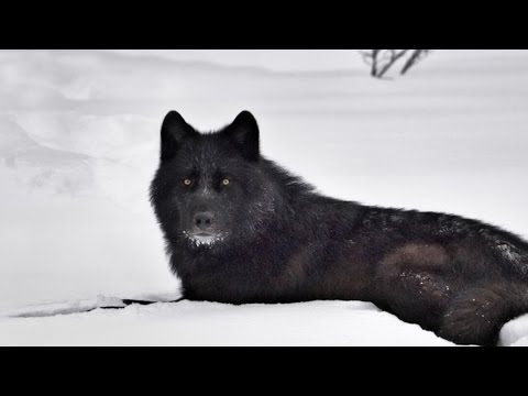 Faith In Every Footstep Book Trailer