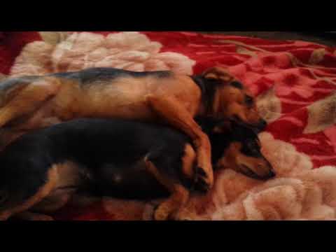 Mongo and Batul  sleeping.