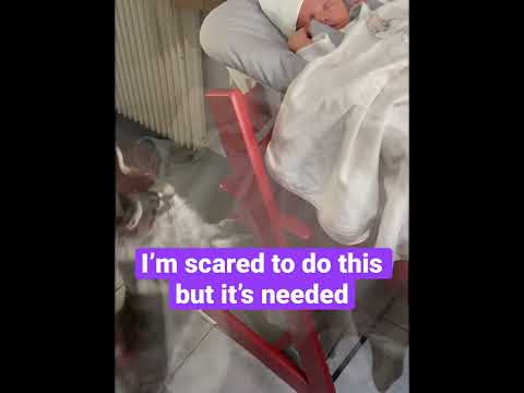 #scary #funny yet #amazing #reaction of our #mainecoon #cat to our #newborn #baby #shorts
