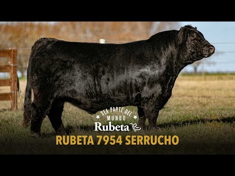 RUBETA 7954 SERRUCHO
