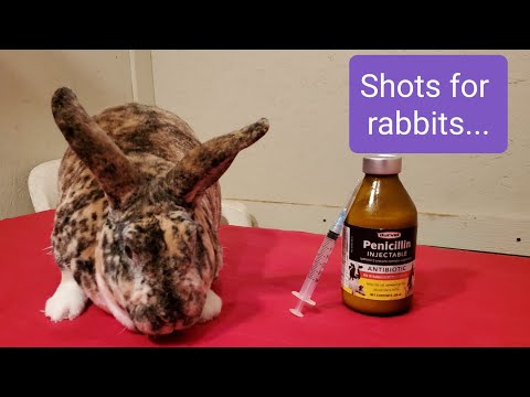 How to give rabbits shots of penicillin