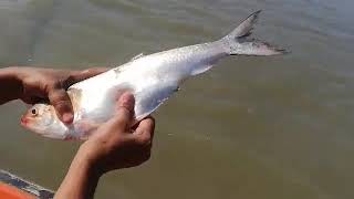 মা ইলিশ সংরক্ষণ অভিযান ২০২০