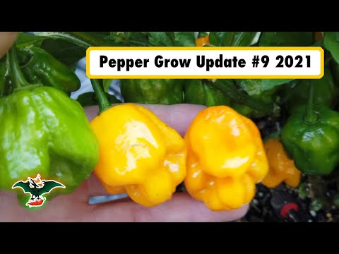 2021 Pepper grow update #9 - 08/22/21