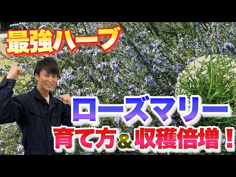 ローズマリーの葉が茶色になるのはなぜですか?最も一般的な 5 つの原因と植物を救うためのヒント  庭園