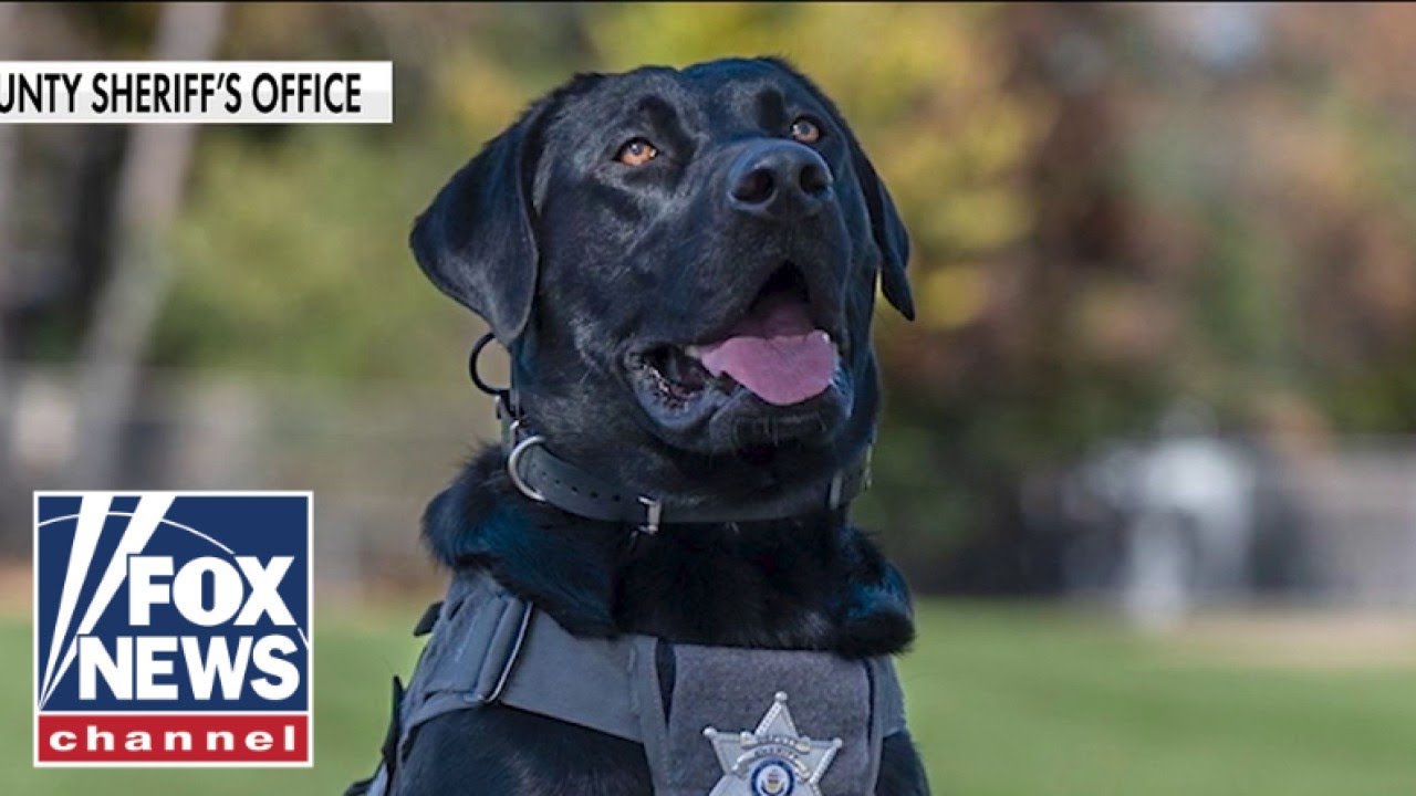 K-9 tracks missing girl in MINUTES during first mission