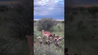 Wild dogs make savage predators
