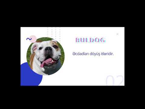 İt cinsləri #dogs #animals