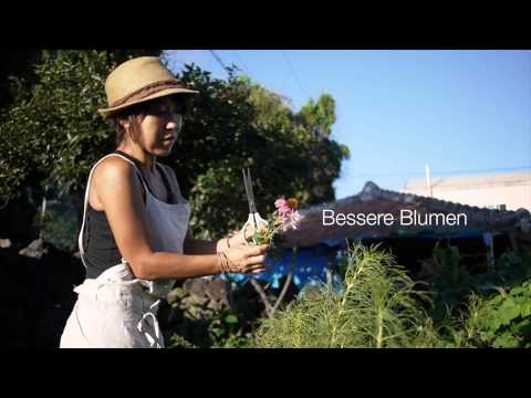 Insel Jeju Die Entdeckung der Fülle