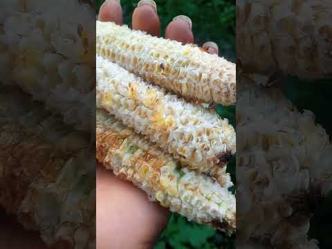 ASIRI SUKU AGBADO FUN IDIYIYO/ PILE