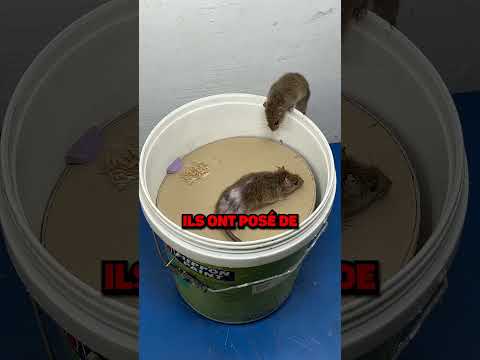 THE BEST MOUSE TRAP EVER! @mousetrapeasy.)