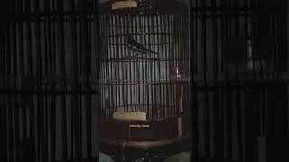 Download lagu Suara Kicau Kacer Pagi Subuh mp3