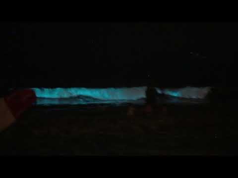 Bioluminescence 2020 - Los Angeles, Venice Beach