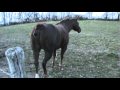 Horse Fart