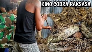 Download lagu PENANGKAPAN ULAR KING COBRA RAKSASA DAN TERBESAR DI KALIMANTAN | ULAR | KING COBRA mp3