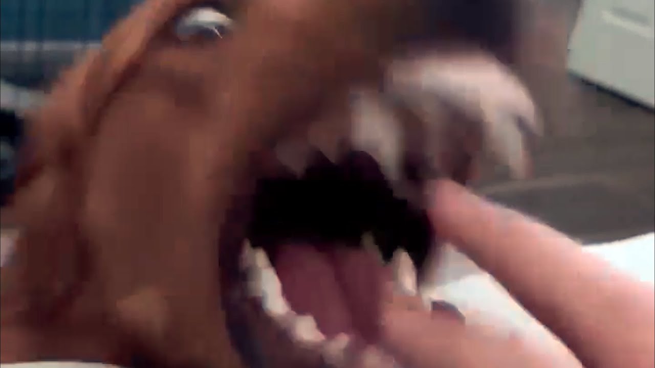 UNUSUAL MEMES COMPILATION V353