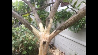 Rats eat the Bark off of Citrus Tree