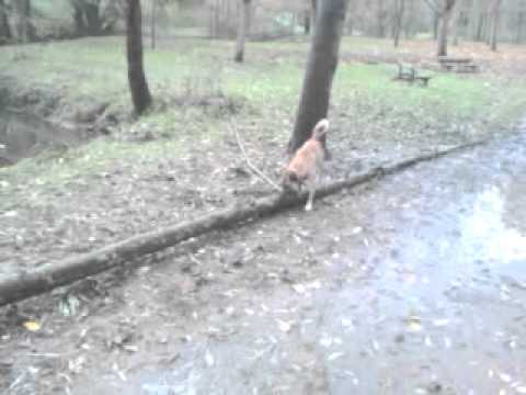 Lewis pète un câble