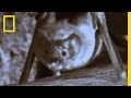 Vampire Bats | National Geographic