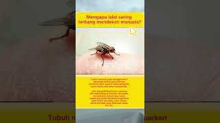 Download lagu Oh ternyata ini sebabnya lalat sering mendekati manusia 😆 #lalat #jijik mp3