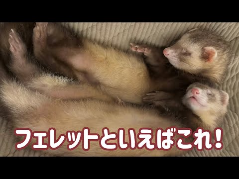 フェレット・ドランス - 定義