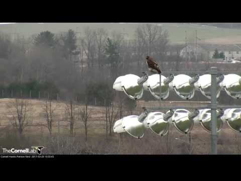 Big Red glides Into Fernow Nest from Stadium Lights – Mar. 28, 2017