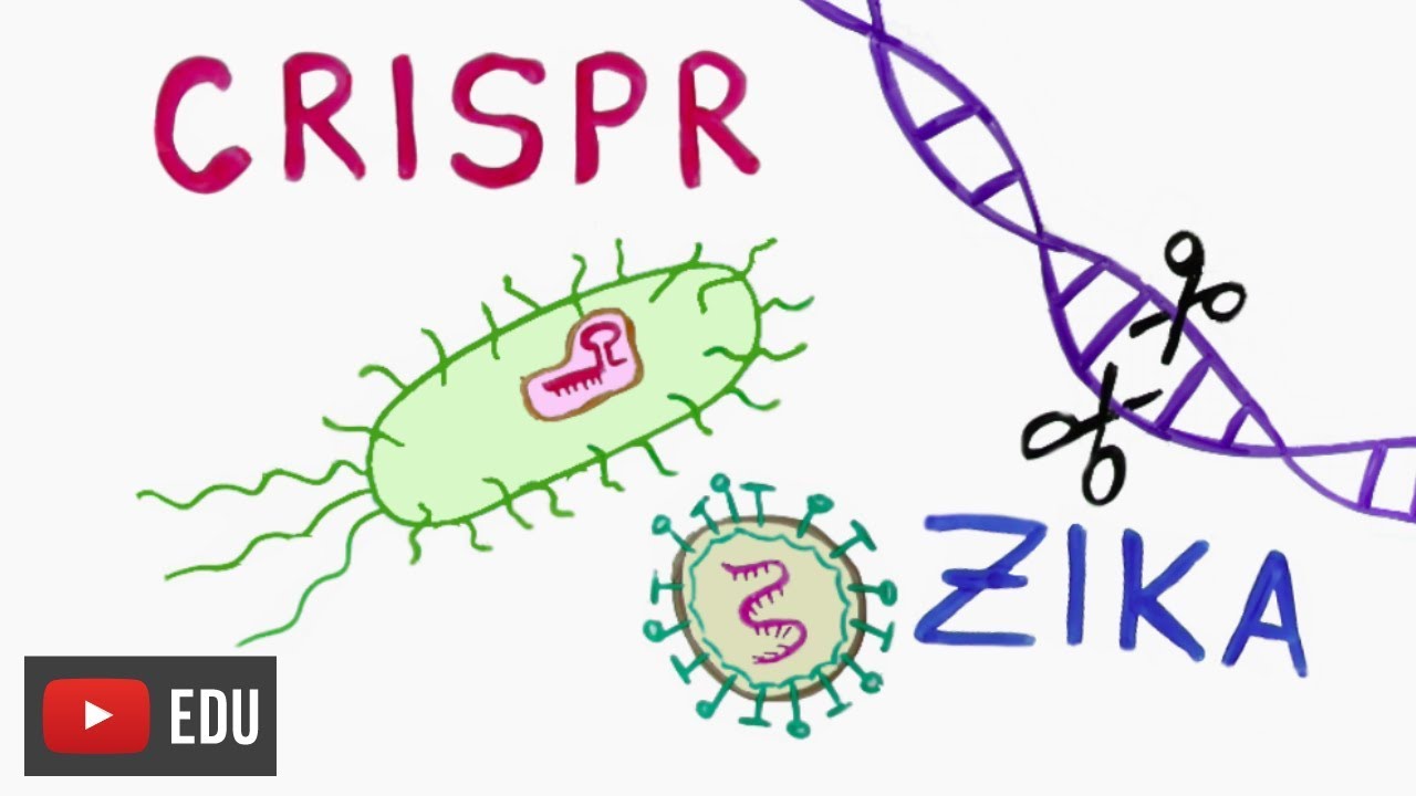 What else can CRISPR do?