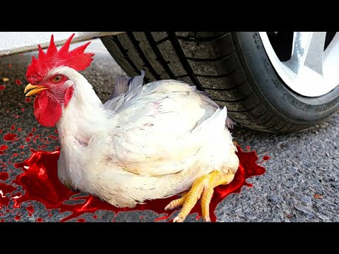 Experiment: Car Vs Motu Patlu Hen Chicken | Crushing Crunchy & Soft Things By Car