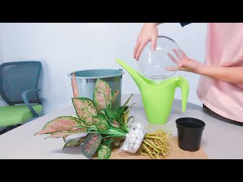 適合養魚的植物