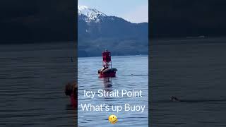 Seals on a Buoy #okaytravel #alaska #alaskancruise #cruiselife #travel #icystraightpoint #cruise