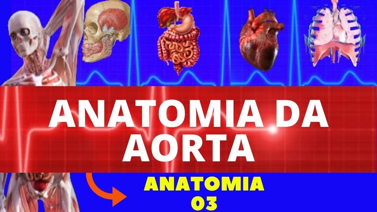 ANATOMIA DA AORTA (ARCO DA AORTA, AORTA TORÁCICA E AORTA ABDOMINAL) ANATOMIA COMPLETA DA AORTA