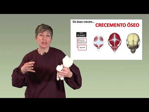 Vídeo: Os ósos están vivos