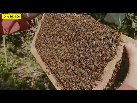 Mục đích của việc lao cầu/kỹ thuật nuôi ong|ong túc lộc