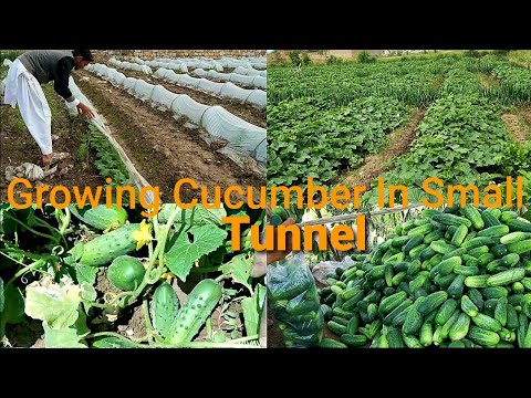 , title : 'How To Grow Cucumbers in Small Tunnel | Growing Lots Of Cucumber in Open Field From Seed To Harvest'