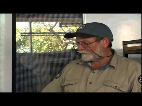 One in a thousand - Marine turtles - Life History and Lost Years