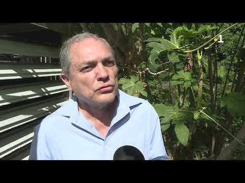 Contre la dengue : La papaye miraculeuse ?