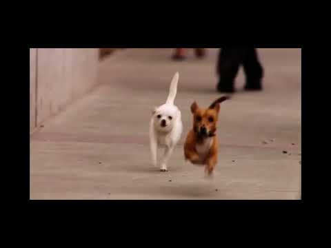 Beverly Hills Chihuahua 2 running to the bread factory ￼